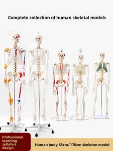 Modelo de <span class=keywords><strong>Esqueleto</strong></span> <span class=keywords><strong>Humano</strong></span> de Cuerpo Completo para Adultos Huichun, Material de PVC, Columna Vertebral Removible, para Enseñanza de Yoga, Hecho en China Continental - Product Image 5