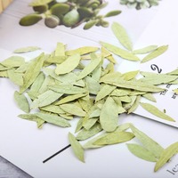 Hojas de Senna Secas al por Mayor, 100% Puras, Calidad de Exportación, Hoja de Senna Natural, Empaque Personalizado para Té