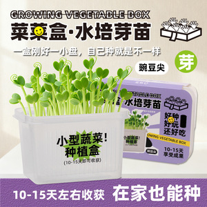 Kit de culture hydroponique de blé en boîte, récolte en 10-15 jours, pour l'éducation et le plaisir des enfants - Product Image 3
