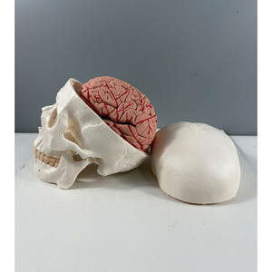Modelo de Cráneo Blanco con Cerebro de 8 Partes para Educación Dental - Herramienta de Entrenamiento Anatómico - Product Image 4