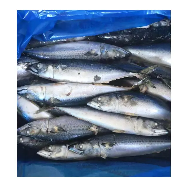 Goede kwaliteit en Nieuwe voorraad Bevroren Hele Ronde Pacific Makreel voor koop (Scomber Japonicus)
