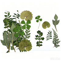 Gedroogde bladeren, echt plantenmonster, dun geperst blad voor het maken van harsjuwelen, glazen frame, gedroogde geperste bloemen