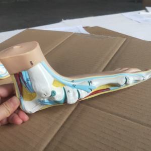 Model anatomi kaki manusia 3 buah set model anatomi kaki pengajaran medis dalam 3 buah model perbandingan kaki manusia - Product Image 5