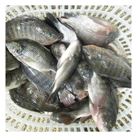 Exportateur de produits de la mer, expédition rapide, vente en gros, tilapia noir entier congelé de petite et grande taille, certifié HACCP, IQF