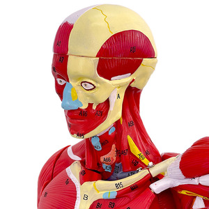 Maniquí de Ciencias Médicas, Modelo Muscular <span class=keywords><strong>Humano</strong></span> Masculino de 80 cm <span class=keywords><strong>con</strong></span> 27 Partes, Incluye Órganos Internos para Entrenamiento <span class=keywords><strong>y</strong></span> Estudio Anatómico - Product Image 6
