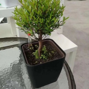 YIZHITANG <span class=keywords><strong>vasi</strong></span> autoassorbenti da 5 pollici <span class=keywords><strong>per</strong></span> decorazioni <span class=keywords><strong>per</strong></span> il giardino di casa matrimonio composizioni floreali Bonsai <span class=keywords><strong>piante</strong></span> in plastica succulenta - Product Image 2