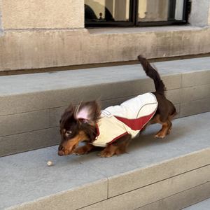 Ropa de Invierno para Mascotas, Reflectante para Otoño/Invierno, para Gatos, Yorkies, Malteses, Corgis y Razas Pequeñas y Medianas - Product Image 2