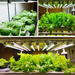 Full Spectrum <strong>LED</strong> <strong>Plant</strong> Lamp Grow <strong>Lights</strong> <strong>for</strong> Saffron Farming - Product Image 5