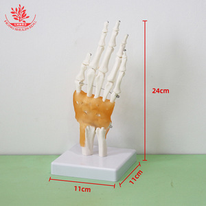 Modèle d'articulation de la main droite humaine FRT031, pouce naturel, paume mobile avec ligaments, spécimen pédagogique et de démonstration. - Product Image 1