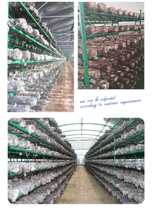<b>Shelving</b> for Mushroom Fruiting Room Customized Racks Designed for Mushroom Production - Product Image 3