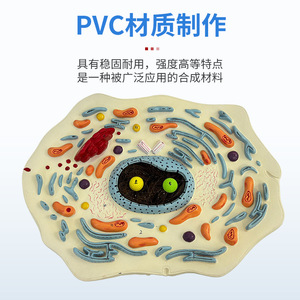 Modèles de cellules animales et végétales, modèles anatomiques structurels microscopiques, membranes cellulaires biologiques, cytoplasme, noyau cellulaire - Product Image 1