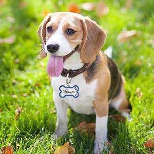 Etiquetas de Identificación Personalizadas para Mascotas de Acero Inoxidable en Forma de Corazón con Información de Contacto de <span class=keywords><strong>Emergencia</strong></span> - Product Image 6