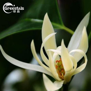 น้ำมันหอมระเหยดอกไม้เกรดพรีเมียม น้ำมันมิเชเลียอัลบา 100% บริสุทธิ์จากธรรมชาติ น้ำมันใบแมกโนเลีย สำหรับน้ำหอมและอโรมาเธอราพี - Product Image 3