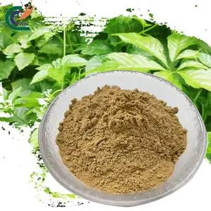 Hoge Kwaliteit Koosjer Natuurlijke Gypenosides Extract Gynostemma Pentaphyllum Extract