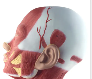 Disección de sección de <span class=keywords><strong>cabeza</strong></span>, <span class=keywords><strong>cuello</strong></span> <span class=keywords><strong>y</strong></span> pecho de <span class=keywords><strong>cabeza</strong></span> humana <span class=keywords><strong>y</strong></span> anatomía muscular de la cara, arte de modelo de <span class=keywords><strong>cuello</strong></span> <span class=keywords><strong>y</strong></span> pecho completo con músculo facial - Product Image 2