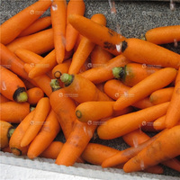 Éplucheur entièrement électrique pour utilisation industrielle, légumes, fruits, gingembre, cassange, éplucheur, Machine de nettoyage, pommes de terre