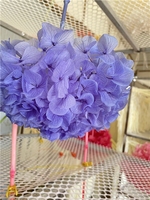 LUYI - Hoogwaardige grote hortensia's met grote bladeren, gedroogd, babyroze, paars, wit, groen, grote blauwe hortensia bloemen, geconserveerd