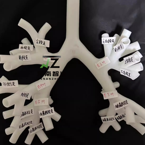 Nuevo Modelo Blanco Rígido de Cuarto Nivel para Enseñanza y Entrenamiento Médico en Broncoscopia, Árbol Bronquial - Product Image 3