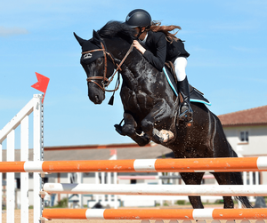 How to Build Your Own Outdoor Anti Rust Welded Racing Training <strong>Horse</strong> <strong>Jump</strong> Stands - Product Image 5