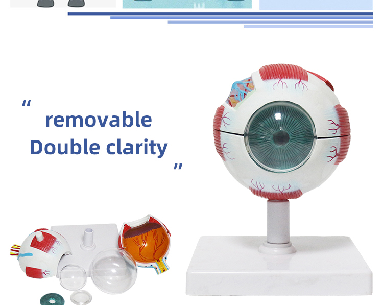 Zoeyilan Eye Anatomy Model, Magnification 6X - View #10