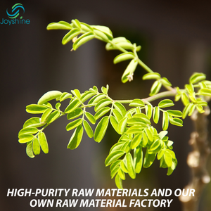 OEMプライベートラベル有機フルスペクトラムモリンガ液体葉エキス栄養補助食品 (2 FlOz/60mL) カスタマイズ可能包装 - Product Image 3