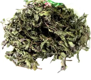 Tisane d'approvisionnement d'usine Feuille de menthe poivrée Menthahaplocalyx Thé en feuille de menthe séché Vente en gros de thé à la menthe poivrée séché en vrac