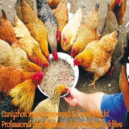चिकन फ़ीड (बेहतर शरीर वजन लाभ और फ़ीड रूपांतरण में broilers)