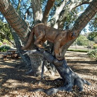 Estatuas de Animales Personalizadas, Escultura de Leopardo de Bronce de Tamaño Real en el Árbol para Decoración de Jardín Exterior