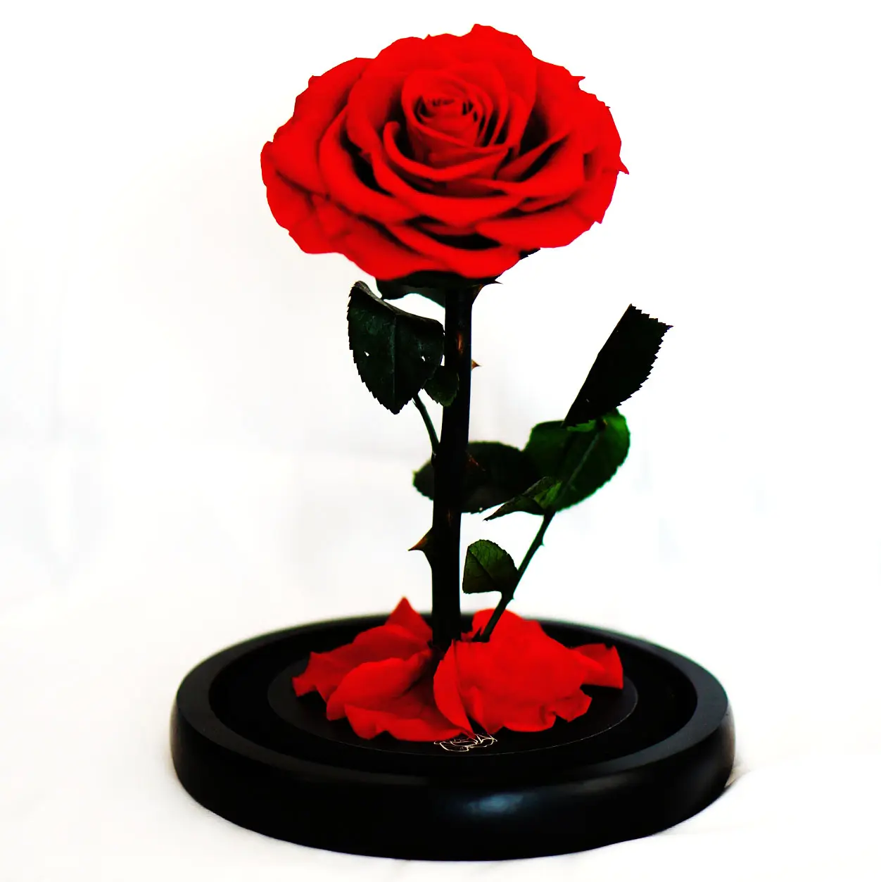 RIG-0001 Aus gezeichnete Qualität 2021 Trend produkte Rose In Glas Konservierte Rosen In Glas