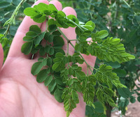 ISO Factory QYherb Tablet Moringa pendukung 0.5g/tablet 200tablet/botol grosir jumlah besar