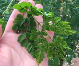 ISO завод QYherb поддержка Moringa таблетка 0,5 г/таблетка 200 таблетка/бутылка оптом - Product Image 5