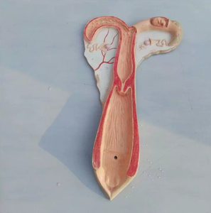 Modelo de Anatomia Animal em Fibra de Vidro para Exibição em Faculdades de Medicina - Modelo de Útero de Ovelha - Product Image 5