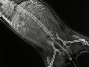 جهاز أشعة سينية طبي محمول SY-D019P، نظام تصوير رقمي طبي، جهاز أشعة سينية صغير محمول باليد - Product Image 5