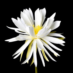 Flor Artificial de Epiphyllum Verde, Tallo Único Rosa, Decoración Realista para el Hogar, Manualidades con Linternas Navideñas, Arte Floral - Product Image 4