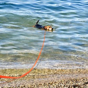 Nibao 5M 10M 15M 20M <strong>Long</strong> Line <strong>Dog</strong> Leash Waterproof Training <strong>Lead</strong> for Medium Large and <strong>Extra</strong> Large <strong>Dogs</strong> - Product Image 6