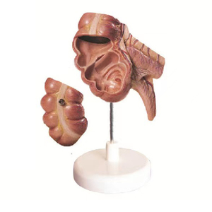 Modèle anatomique humain agrandi pour l'enseignement médical : système digestif, appendice et cæcum - Product Image 1