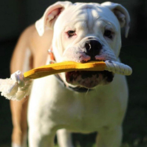 クロマ犬の歯のレリーフ骨スティック環境にやさしいファッショナブルなトレーニングロープノットおもちゃニブリング耐性犬のおもちゃ2024 - Product Image 2