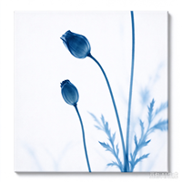 Tableau mural sur toile 4 panneaux motif coquelicot bleu rayé, impression florale abstraite transparente, décoration intérieure nordique moderne