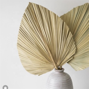 Hojas de palma secas naturales para decoración del hogar, hojas de abanico de especies secas tropicales para decoración de bodas, gran oferta, O-020, 2023 - Product Image 1
