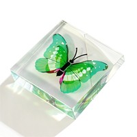 Bloc de spécimen de papillon en résine, presse-papiers insecte simulé, décoration de bureau, aide pédagogique scientifique, cadeau
