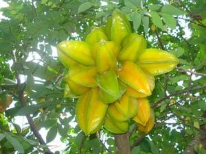 FRUTA ESTRELLA AL POR MAYOR Fruta seca al mejor precio y calidad ÁNGULO de Vietnam - Product Image 6