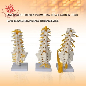 Modelo Lumbar 5 piezas 6 vértebras hueso FRT036 raíz nerviosa y lado derecho nervio sacro rama ciática herramienta <span class=keywords><strong>de</strong></span> enseñanza - Product Image 2