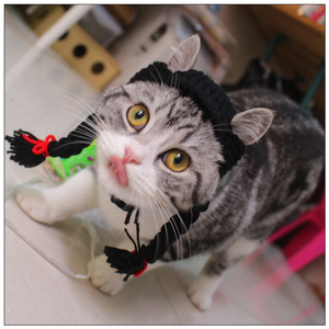 Chapeau de cosplay amusant pour animaux de compagnie, perruque réglable, bonnet tricoté pour chat - Product Image 4