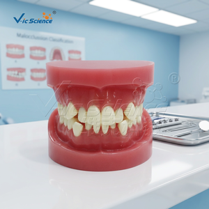 Modèle anatomique orthodontique de malocclusion en PVC, modèle de formation dentaire - Product Image 6