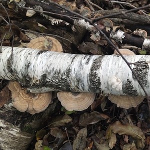 Lenzites séchées de qualité supérieure, champignon de betulina, champignon de polypores à vendre - Product Image 5