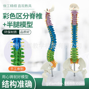 Modèle de colonne vertébrale humaine coloré de 45 cm, colonne vertébrale, bassin + fémur, modèle de colonne vertébrale humaine, position debout, colonne vertébrale - Product Image 4