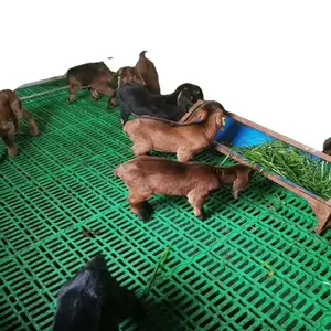 Mouton poulet élevage de porcs caillebotis en plastique Offre Spéciale en plastique plancher de chèvre pour ferme de chèvre hangar