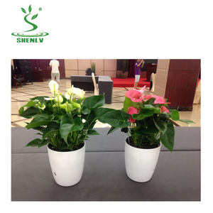 Haute Qualité Plasticas Auto Arrosage Pot Bonsaï Pot En Plastique Meilleur Sol Rond Pot De Fleurs - Product Image 1