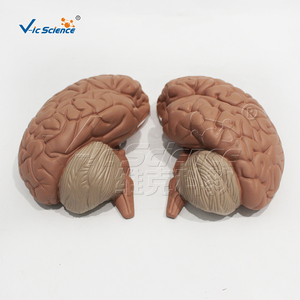 Modèle d'hémisphère cérébral grandeur nature, 4 parties détachables, centres fonctionnels sensoriels et motoriers pour laboratoire de <span class=keywords><strong>neurosciences</strong></span>, CE ISO ROHS CNAS - Product Image 3