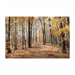 Autumn Forest Printed Canvas: Elegant Flat Artwork for Home Decor,<b>WRAPPED</b> CANVAS - Product Image 2